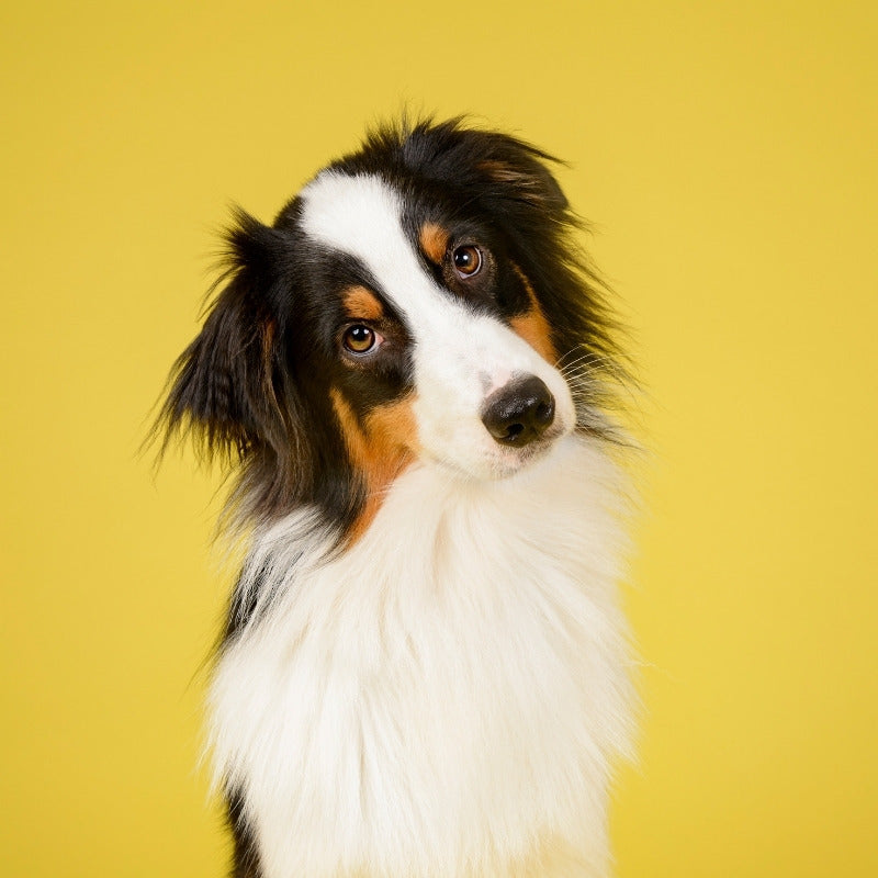 Pet